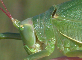Common True Katydid